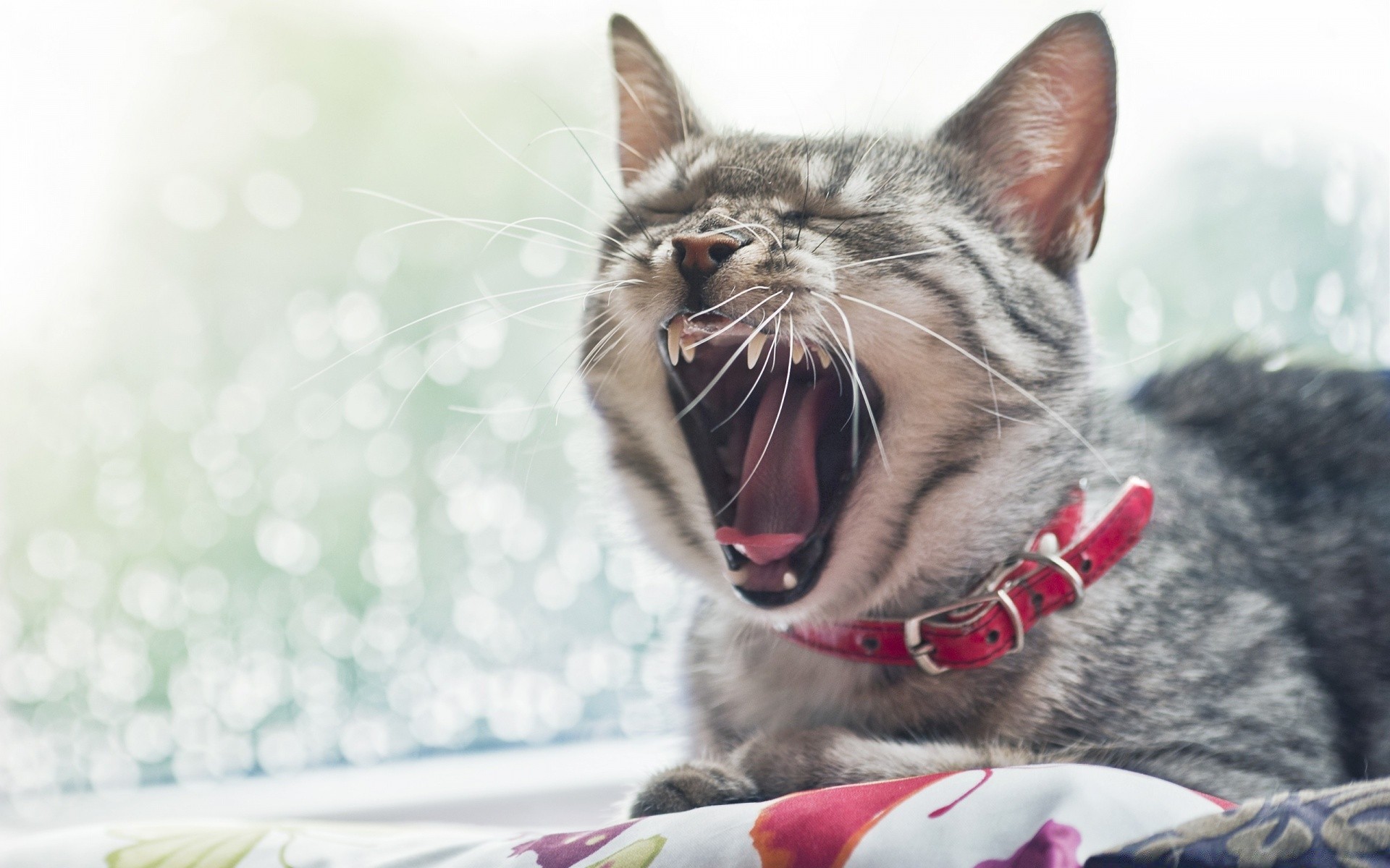 katze katze tier niedlich haustier inländische kätzchen fell porträt liebenswert auge jung wenig säugetier schnurrbart lustig schlafen vorschau flauschig grau