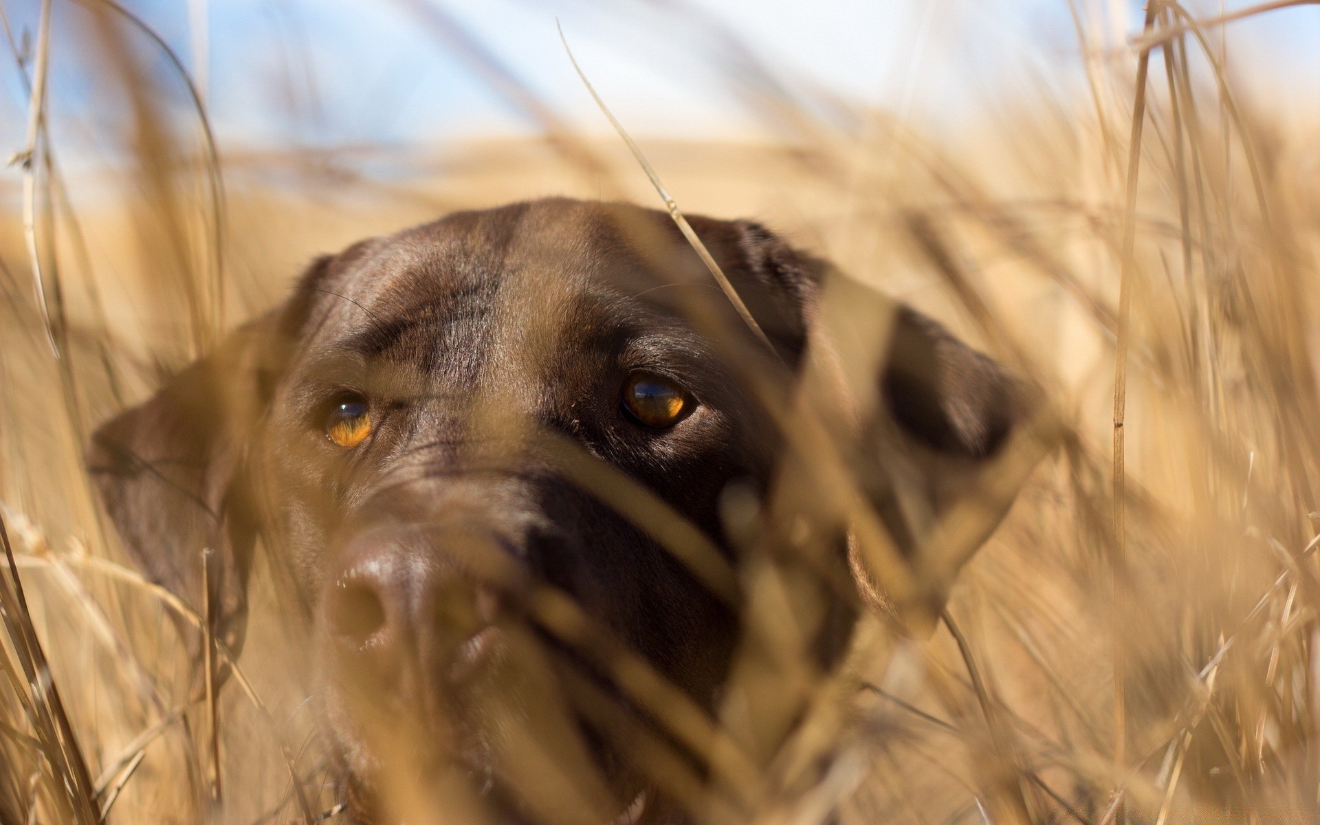 chien nature herbe champ animal en plein air chien rural or