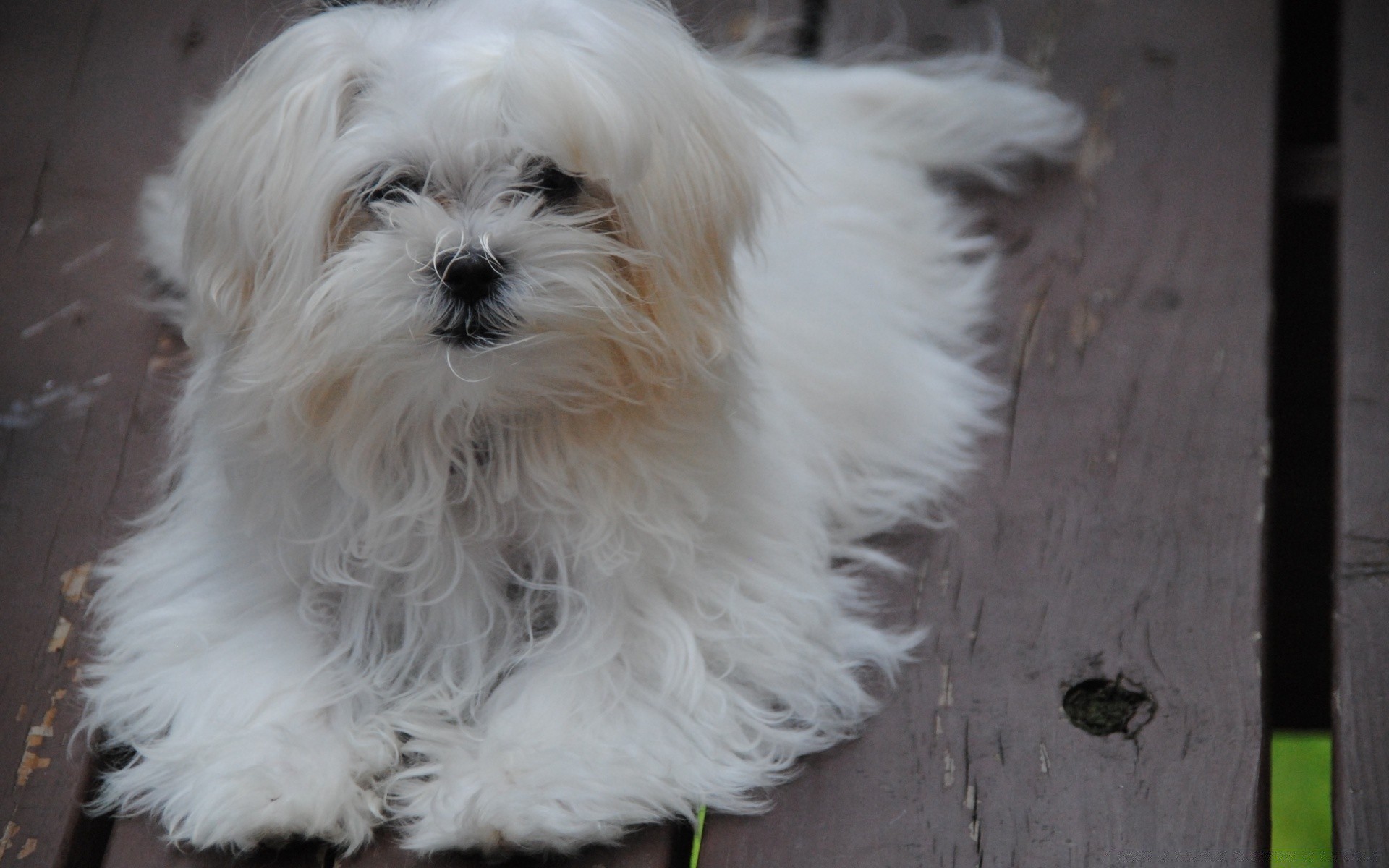 cani cane animale mammifero carino pet pelliccia ritratto canino piccolo domestico giovane cucciolo giù