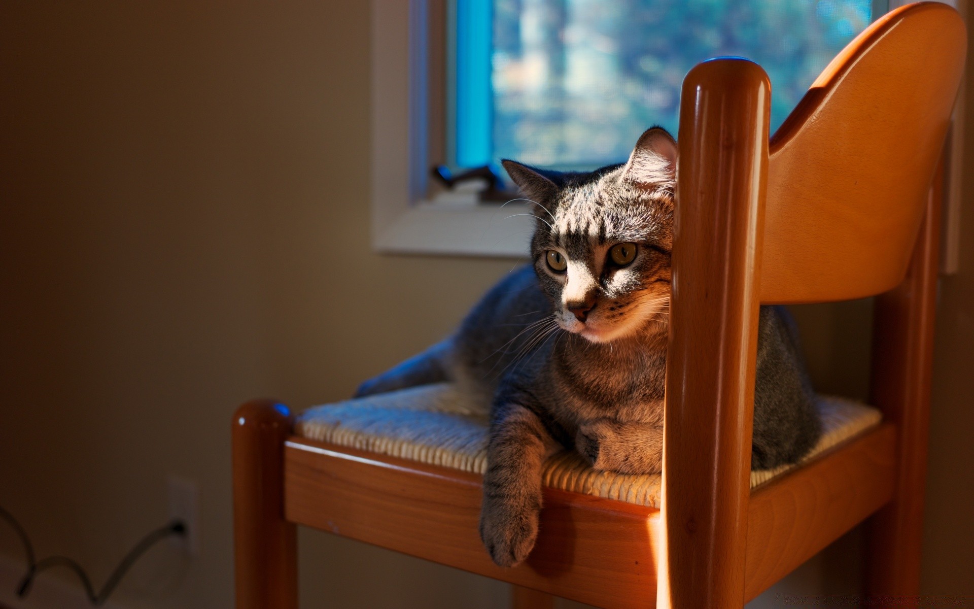 gatos gato mamífero mascota solo retrato muebles gatito interior