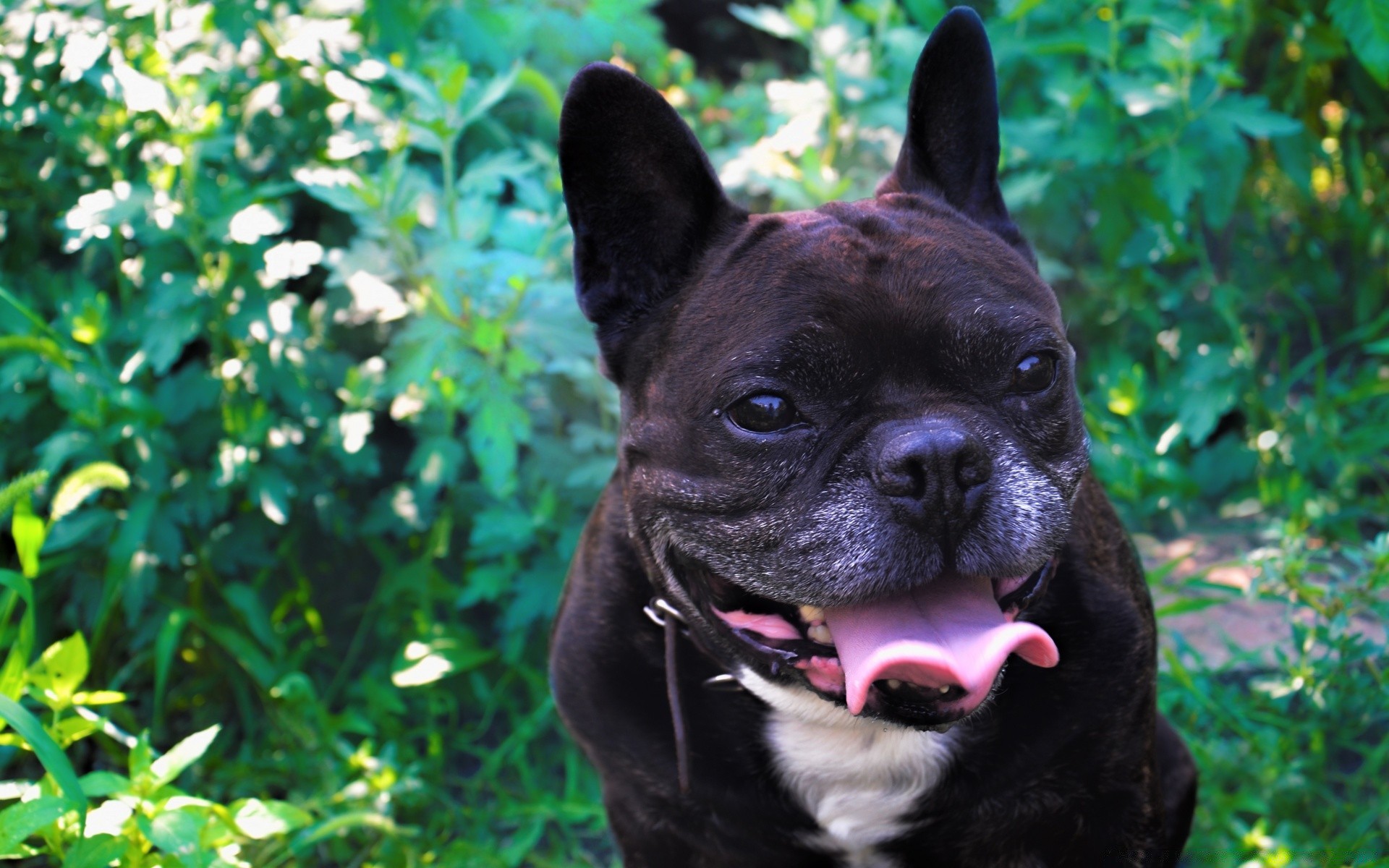 gatto cane carino mammifero canino animale domestico ritratto animale cucciolo erba piccolo natura