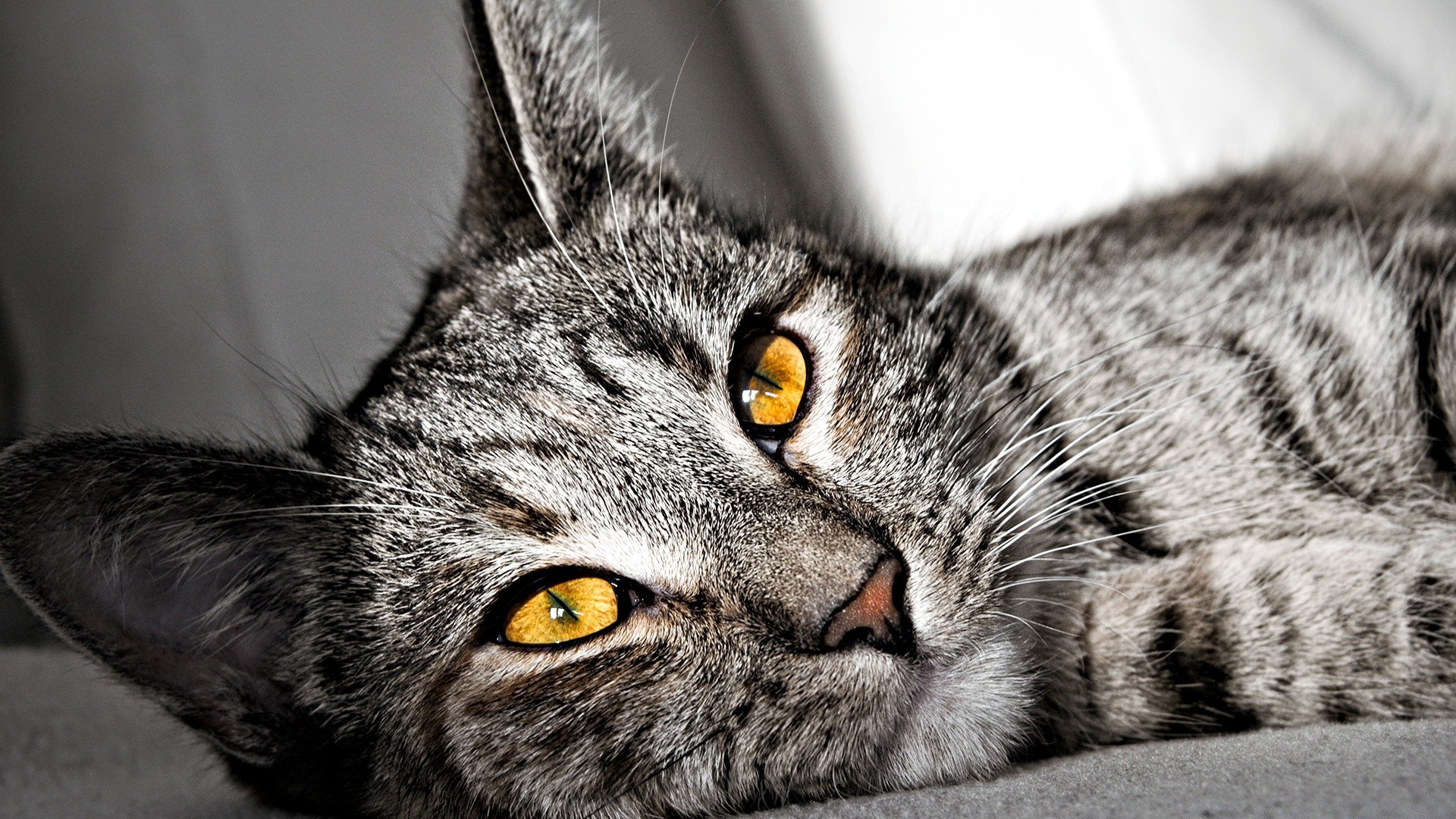 katze tier katze säugetier porträt fell haustier niedlich auge grau flaumig kätzchen inländische tierwelt junge haare vorschau natur liebenswert flauschig nase