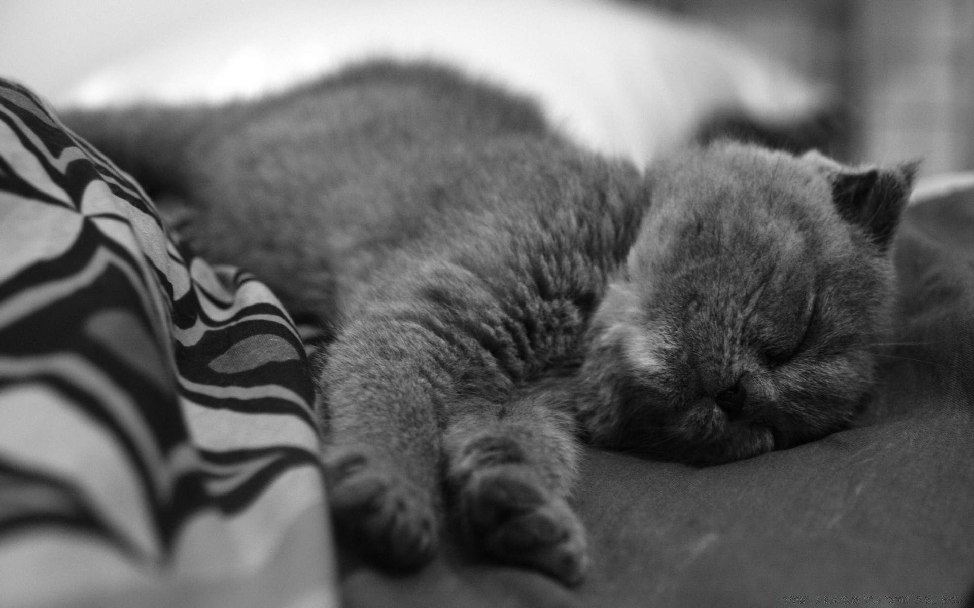 gatti sonno monocromatico gatto ritratto mammifero animale bambino carino singolo sonnolento famiglia animale domestico