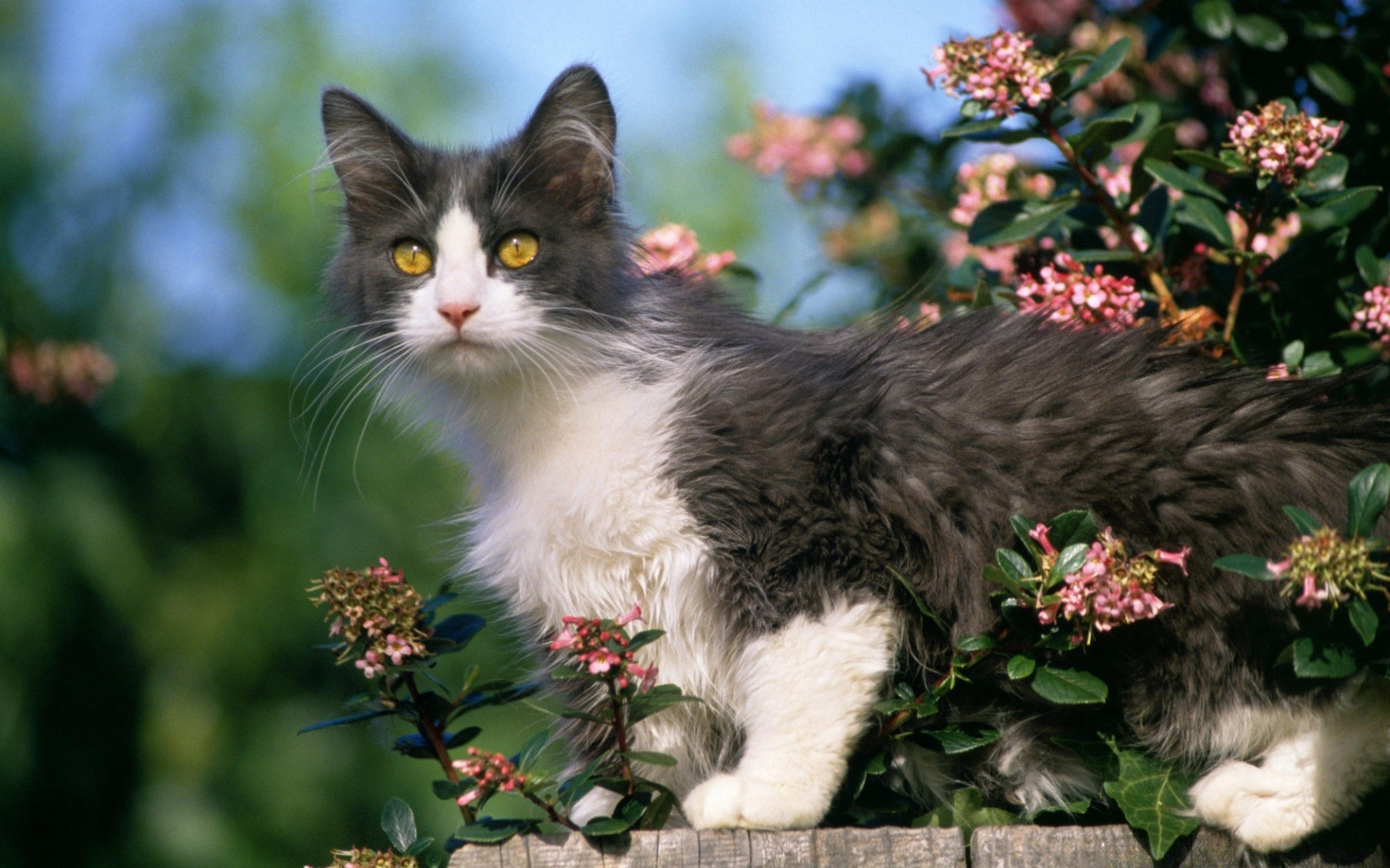 katze niedlich katze natur porträt tier säugetier kätzchen haustier blume