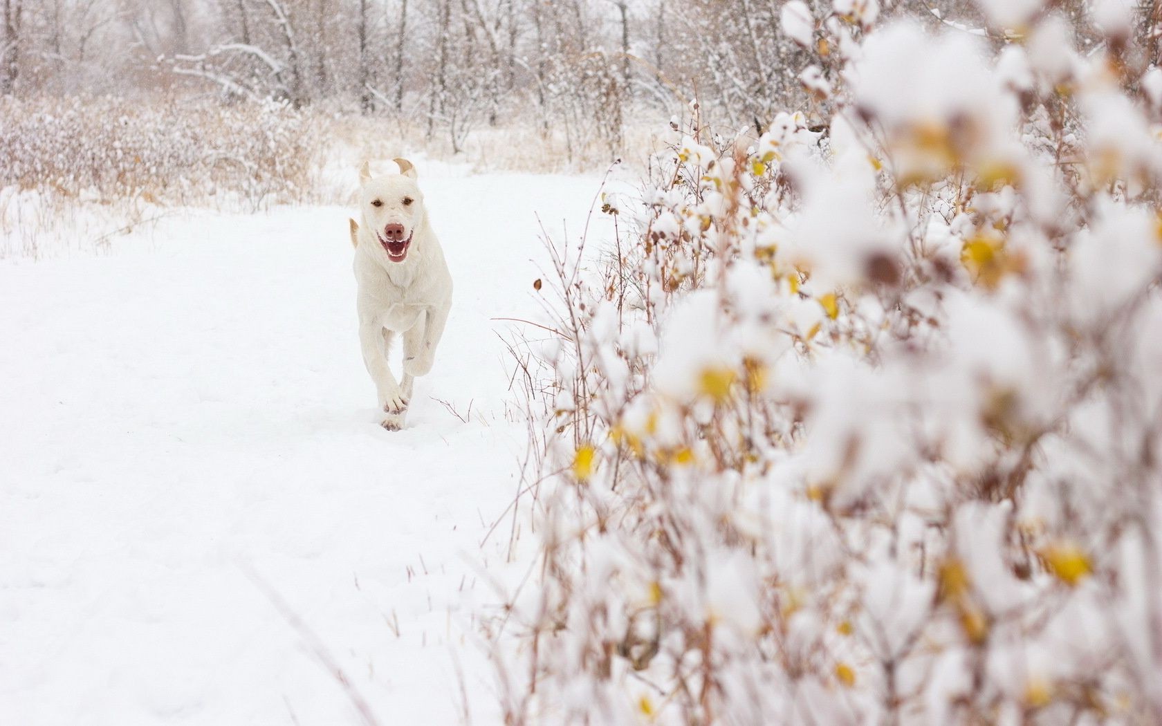 cães inverno neve frio natureza geada temporada ao ar livre gelo árvore congelado gelado tempo paisagem cão madeira bom tempo