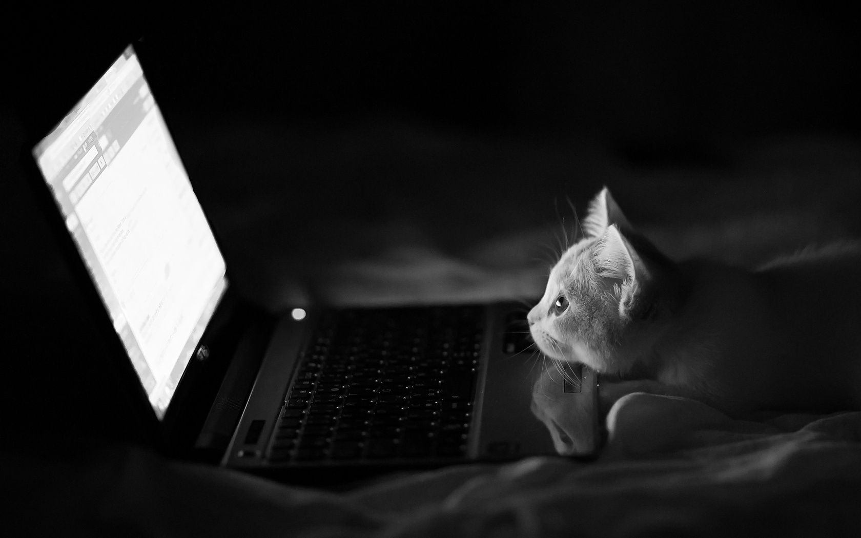 cats monochrome one portrait laptop