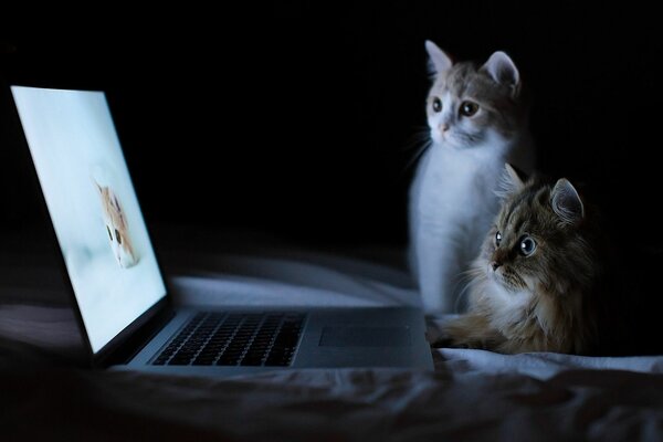 Dos gatos sentados frente a una computadora portátil