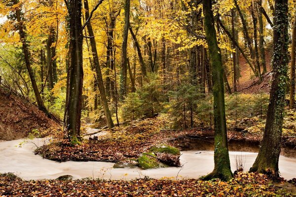 Herbstwald. Goldene Zeit