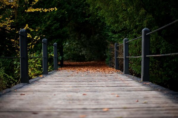 The road leading to the autumn forest