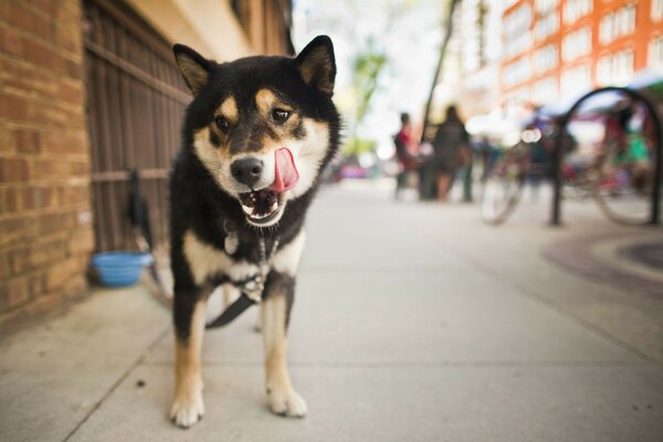 The dog licks his lips while being tied up on a blurry street background