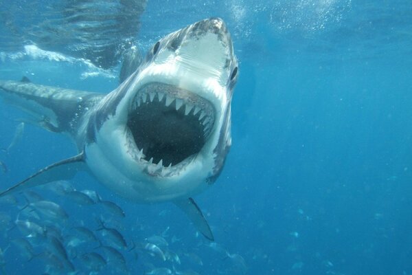 Shark shows teeth photo in water