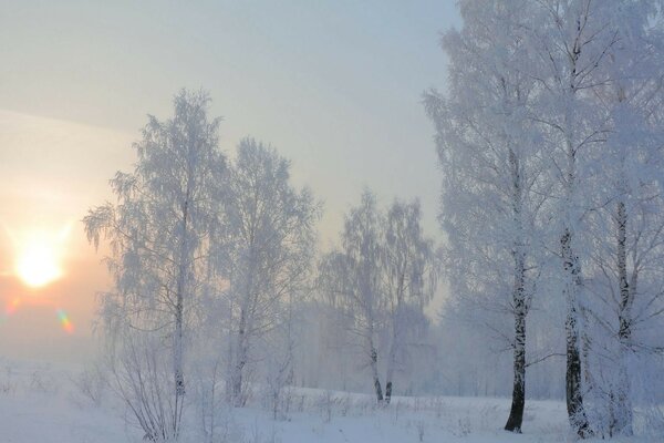 Winter morning in a birch grove