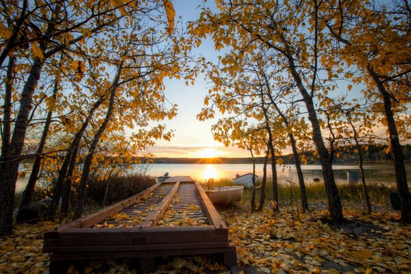 Bellissimo tramonto. Foresta d autunno