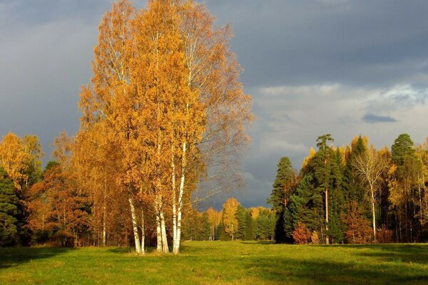 Осенние деревья. Золотой листопад