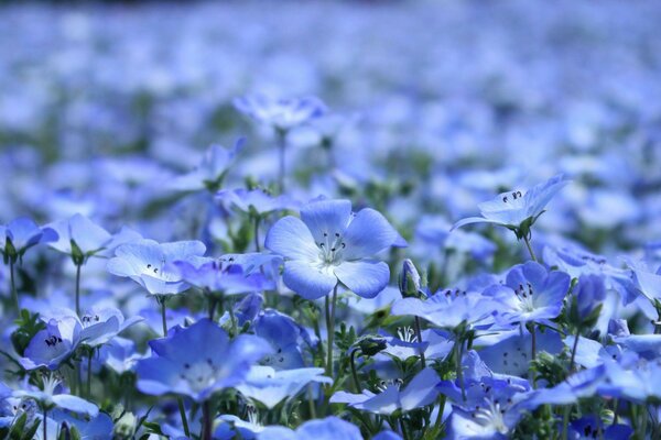 Ungewöhnlich zarte blaue Blüten