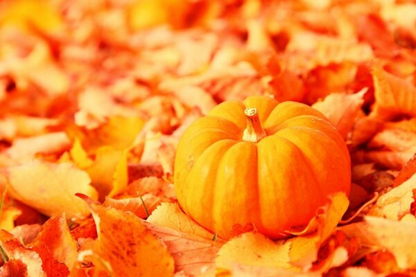 Citrouille orange sur le feuillage d automne tombé