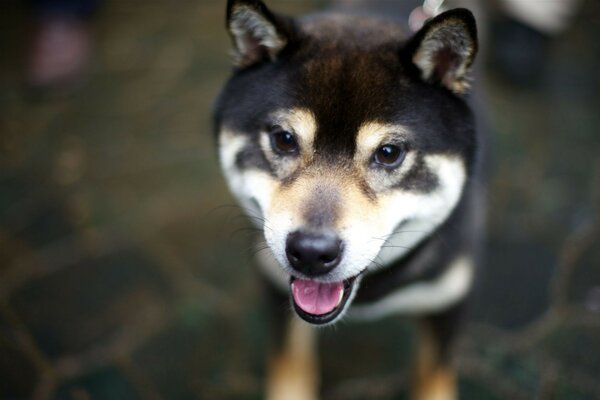 Cute puppy of dark color with light spots on the muzzle