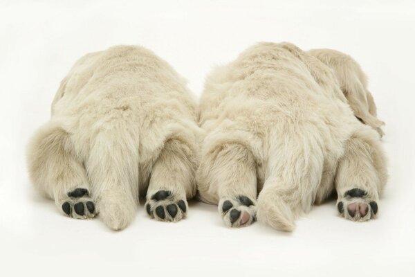 Cute dog paws for background