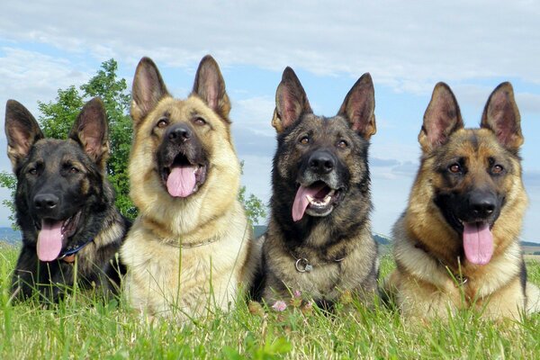 Quatro grandes cães deitados