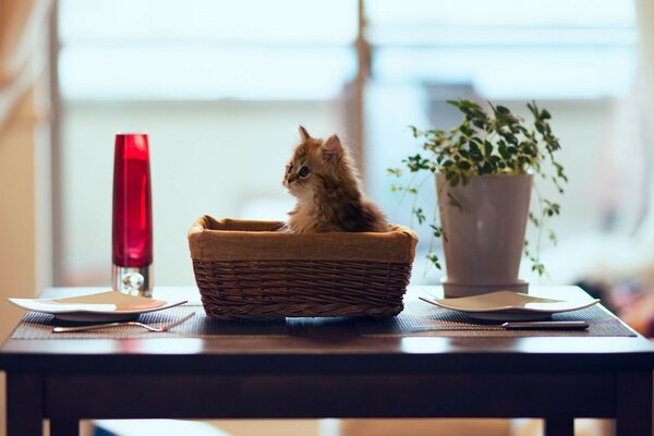 Cute kitten in the basket