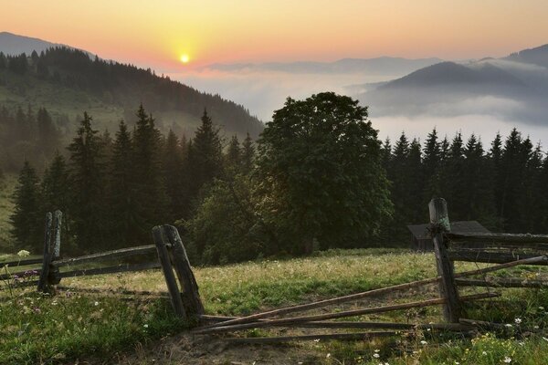 Hohe Berge. Grüner Wald