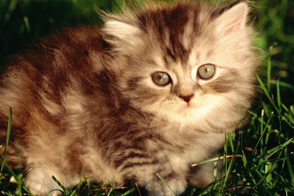 Fluffy kitten in nature