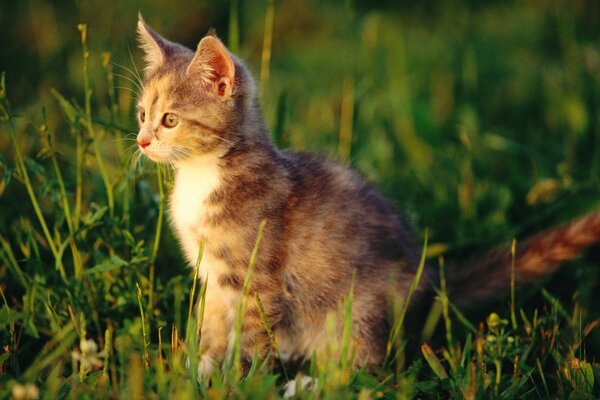 Lindo gatito sentado en la hierba