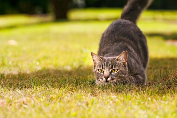 Graues Kätzchen jagt im Gras