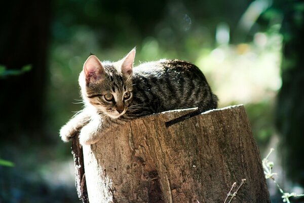 Chaton gris reposant sur le chanvre