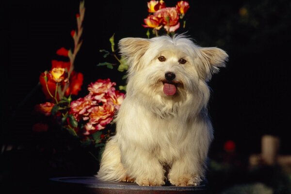 Cão branco sentado junto às flores