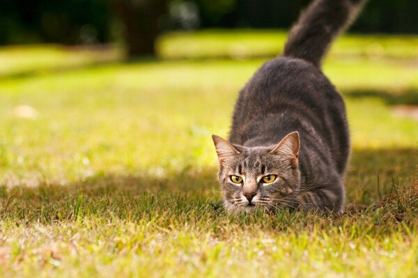 El gato maduro salió a cazar