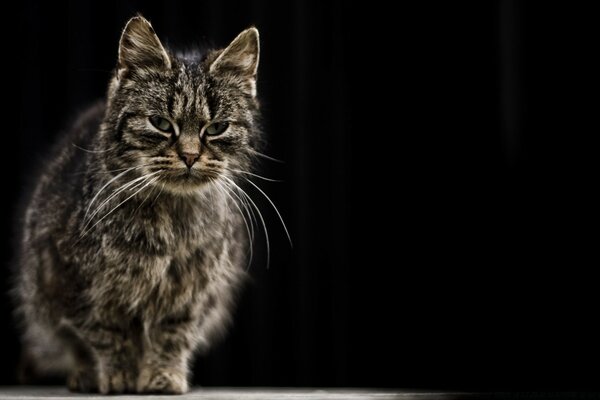 Eine große Katze schaut auf das Ziel