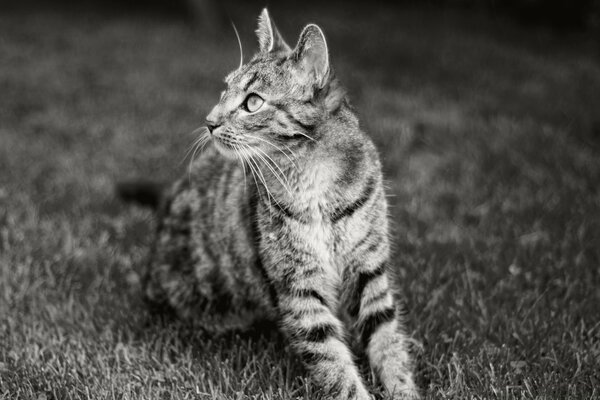 A striped kitten is lying on the grass