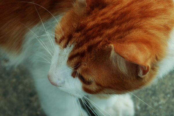 Gato blanco y rojo en el asfalto