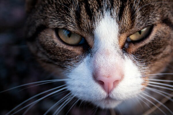 Chaton brun regarde sournoisement