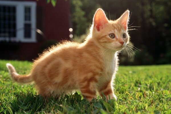 Gatinho vermelho olha para longe