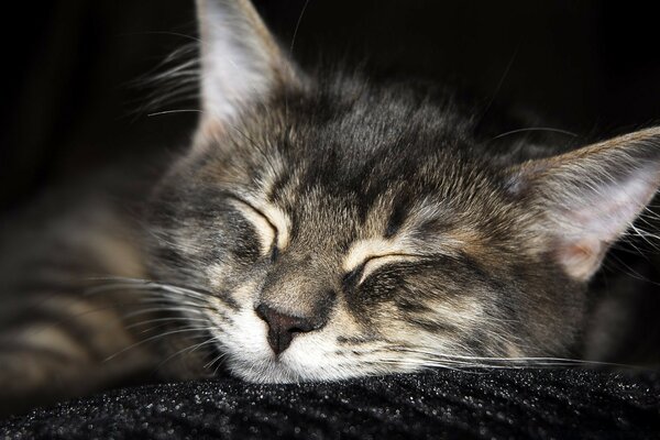 Chaton dort ses rêves attendent