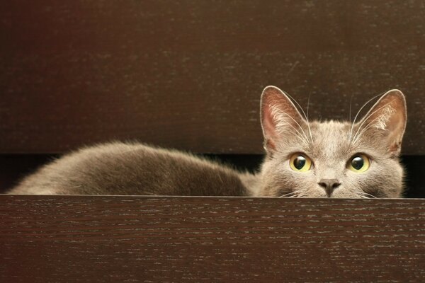 Katze versteckt sich in einer Holzkiste