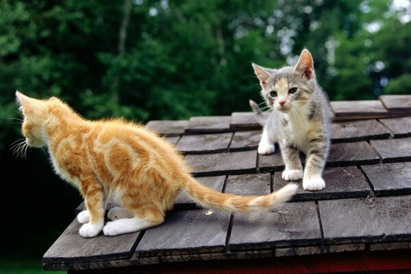 Simpatici gattini che giocano sul tetto