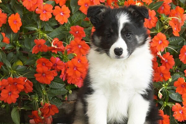 Filhote de cachorro bonito no fundo das flores