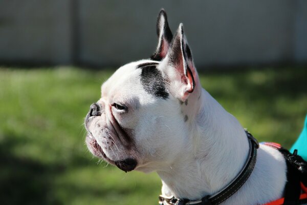 A dog with a black collar on a walk