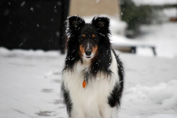 Hund steht unter fallendem Schnee