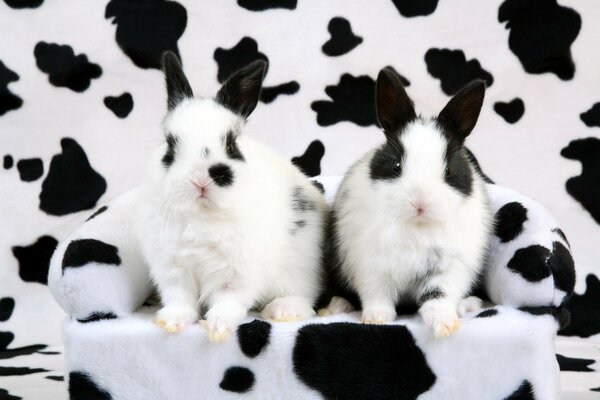 Black and white rabbits on the couch