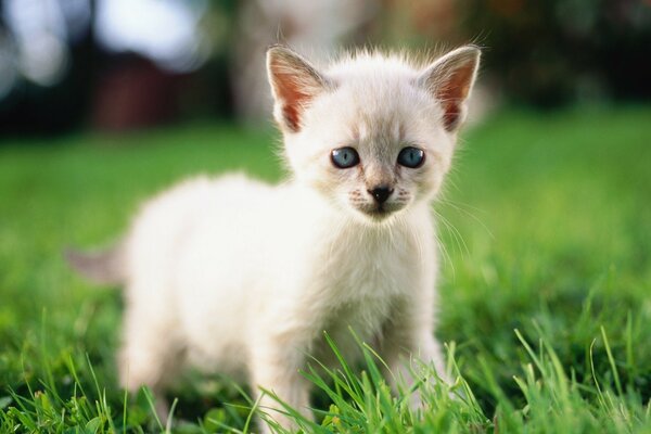 Gatinho branco na grama verde