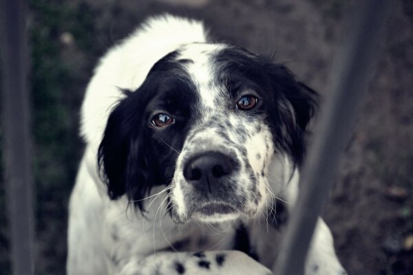 Netter Hund mit traurigen Augen