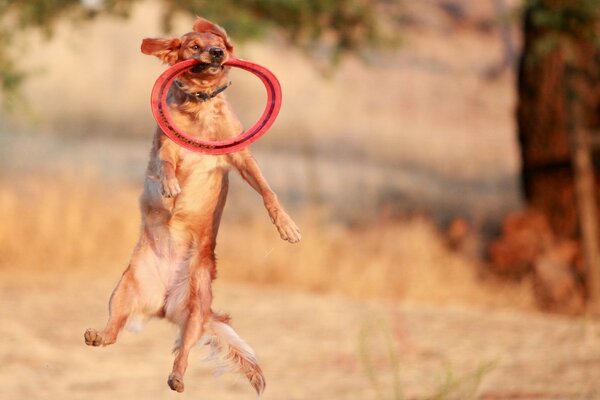 El perro juega y atrapa el anillo