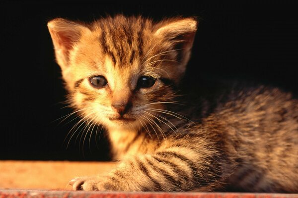 Striped kitten on a black background