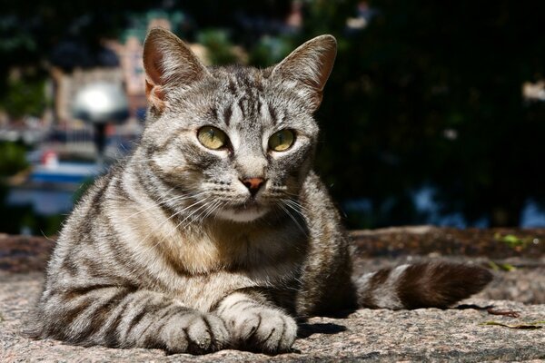 Mignon chat regarde l oiseau