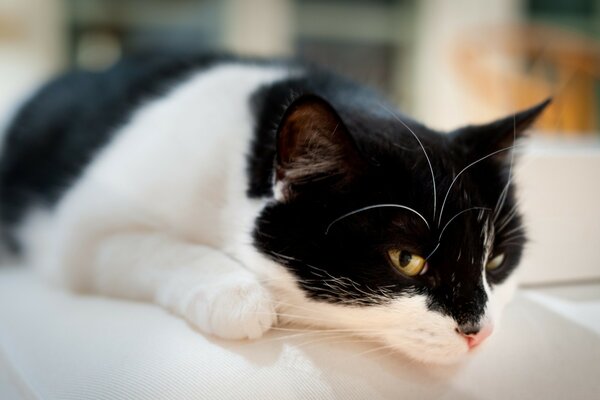 Gato preto e branco deitado no sofá