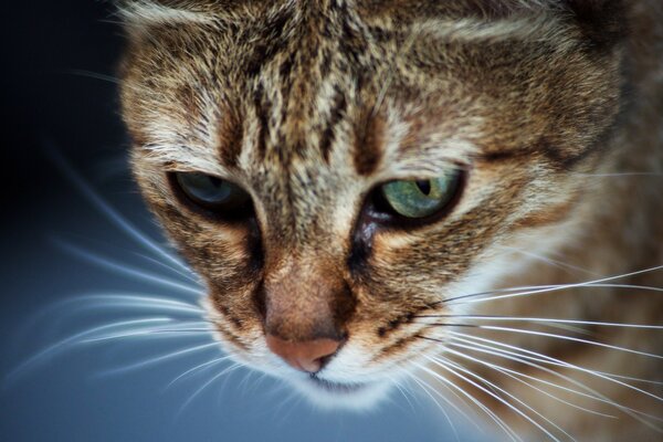 Un chat mignon a vu quelque chose d intéressant